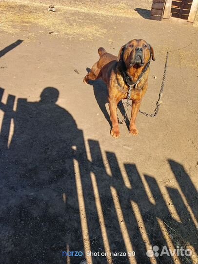 Собака в добрые руки отдам бесплатно