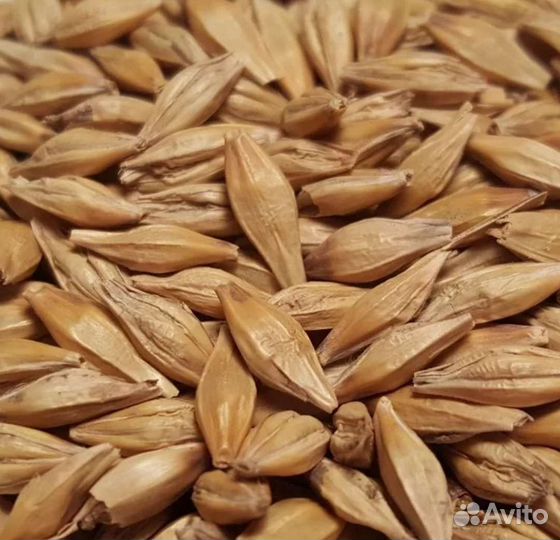 Зерно ячмень