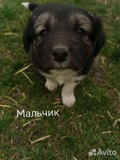 Собаки бесплатно