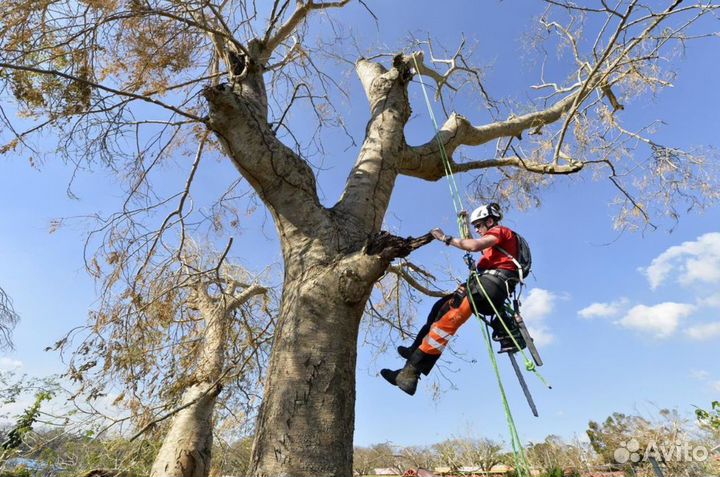 Спил деревьев Арбористика Чистка трудных участков