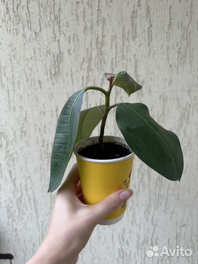 Фикус Эластика, бенджамина