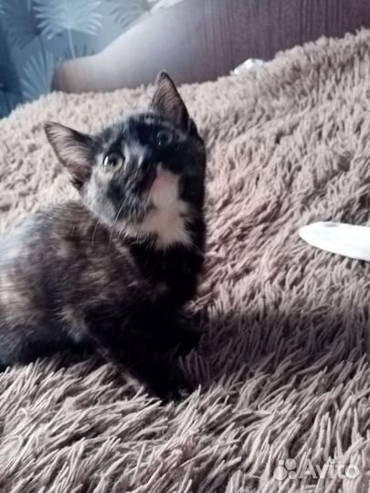 Кошечка ищет новый дом