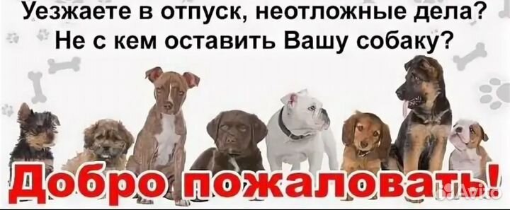 Домашняя передержка собак