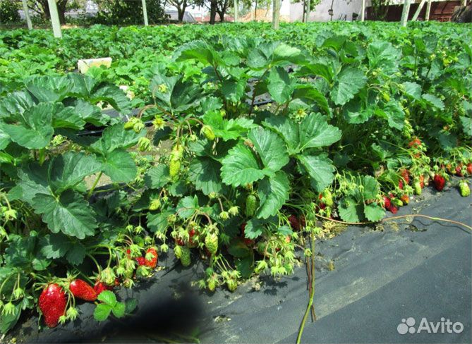 Усы клубника Купчиха стакан рассада