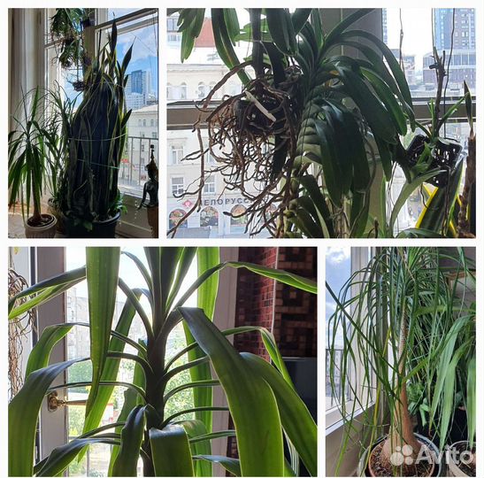Драцена,нолина,сансевиерия,ванды