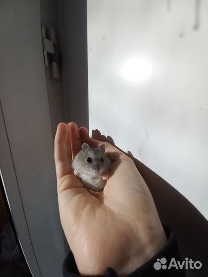 Джунгарский хомяк