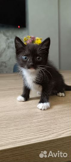 Котенок девочка 1,5 мес