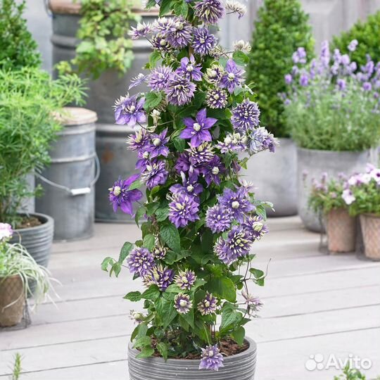 Тайга Клематис, большие 3-х летки