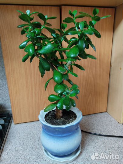 Денежное дерево толстянка с горшком