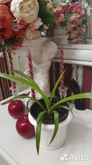 Комнатные цветы бесплатно