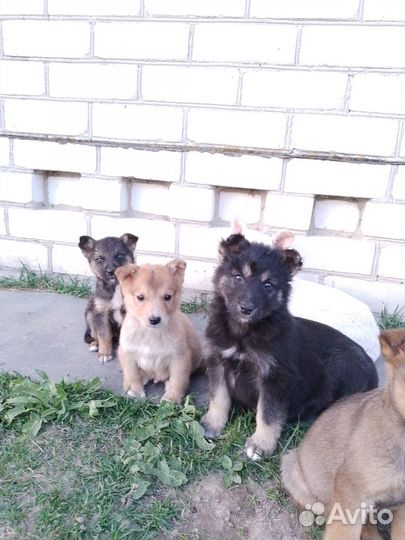Щенки