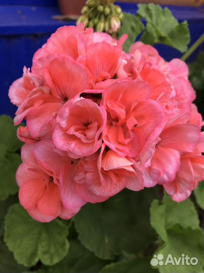 Пеларгония герань