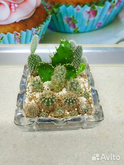 Флорариум в кружке и в пепельнице