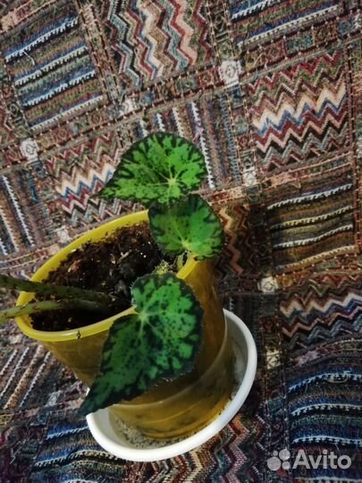 Бегония Бауэра тигровая