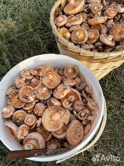 Грибы рыжики свежие