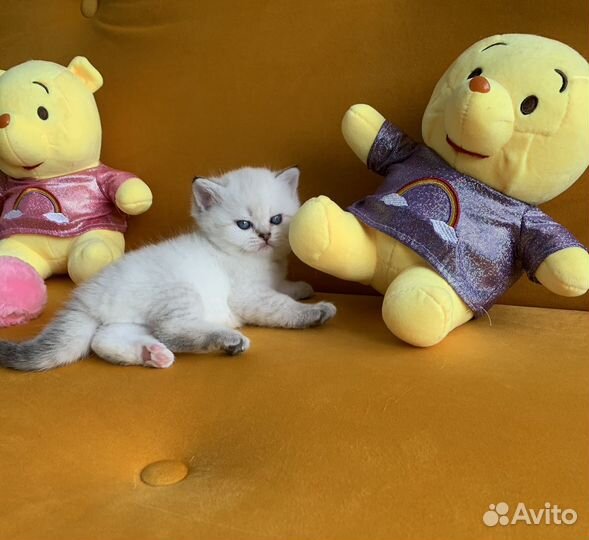 Шотландские котята