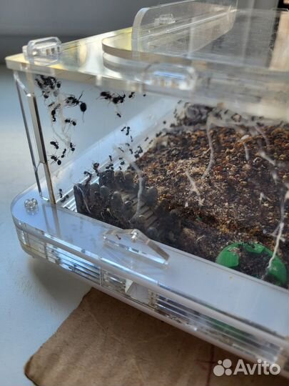 Муравьи барбарусы + формикарий