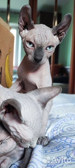 Котята сфинкс (лонг двельф), эльф, бамбино