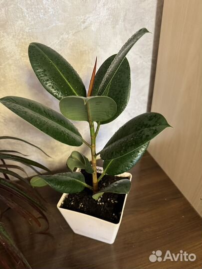 Фикус, драцена