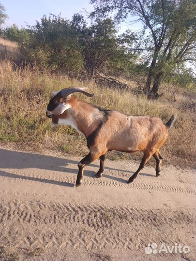Нубийский козел