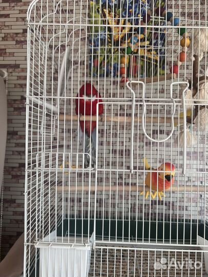 Попугай розелла с клеткой