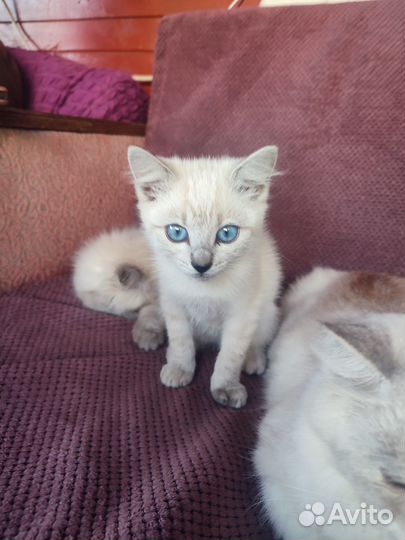 SOS Отдаю котят