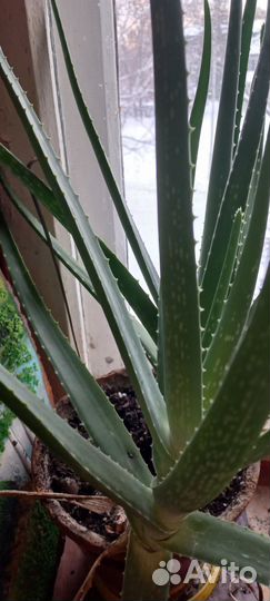 Алое вера растение