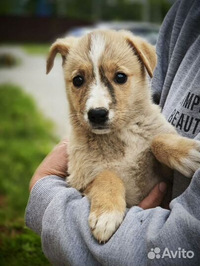 Щенок девочка в добрые руки