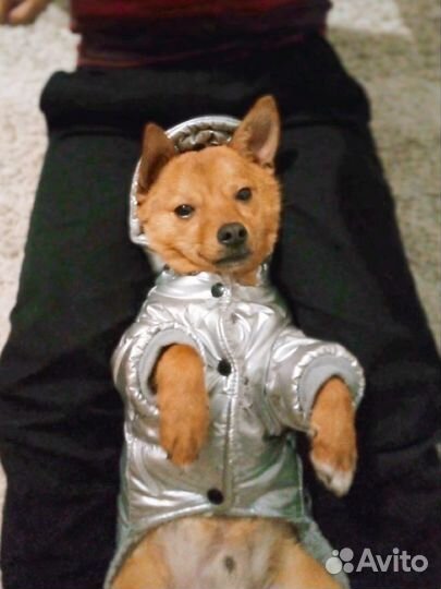 Продам куртку зимнюю для собачки