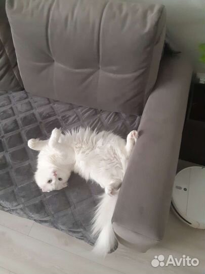 Кошка бесплатно