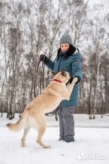 Молоденькая собачка Ириска ищет дом