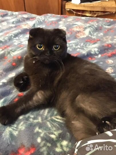 Шотландская вислоухая кошка вязка