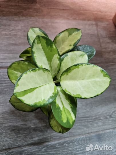 Хойя аустралис лиза