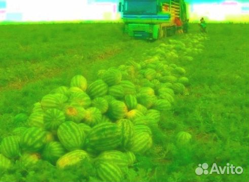 Арбузы Оптом