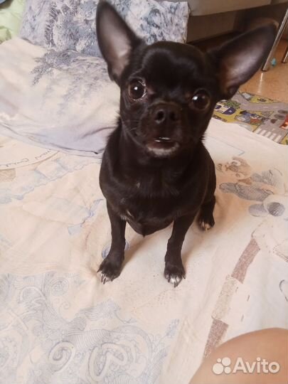 Чихуахуа мини