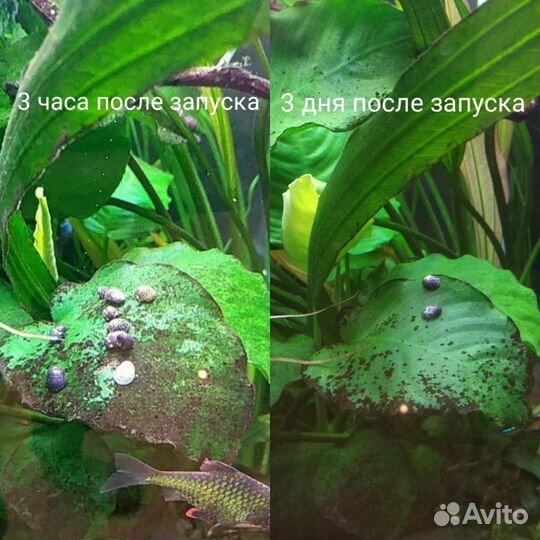 Улитки теодоксус