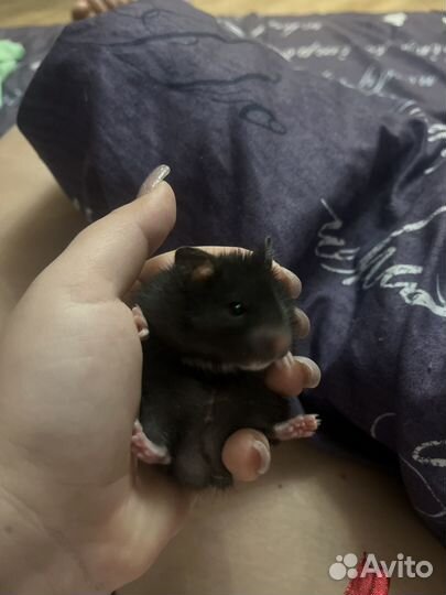 Сирийский хомяк