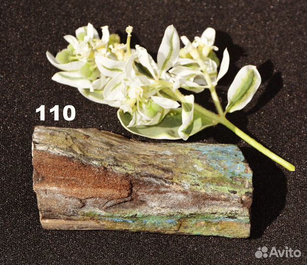 Разная окаменелая древесина (окаменелости)