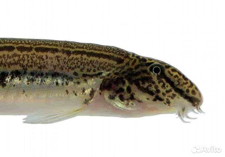 Малёк Вьюна Почистить дно водоема Доставка