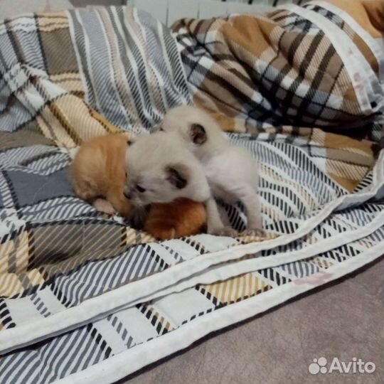 Котята в добрые руки