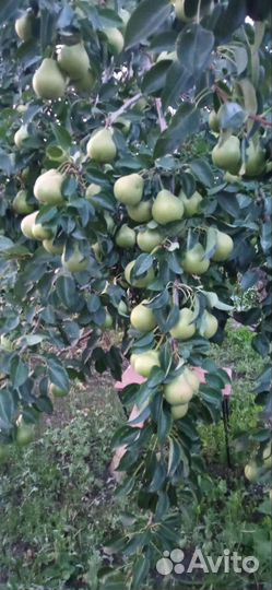 Обрезка плодовых деревьев, винограда