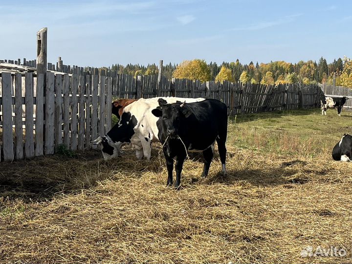 Стельная тёлка