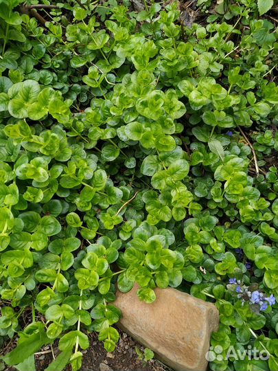 Полынь Барвинок Вербейник Энотера