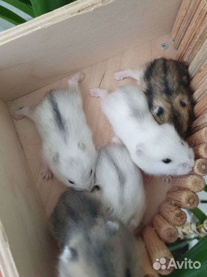 Джунгарские хомячки всех окрасов