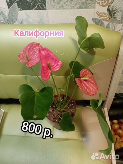 Антуриумы(мужское счастье)