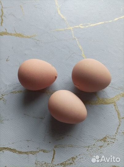 Домашние яйца