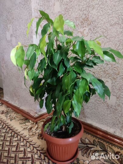 Фикусы Бенджамина