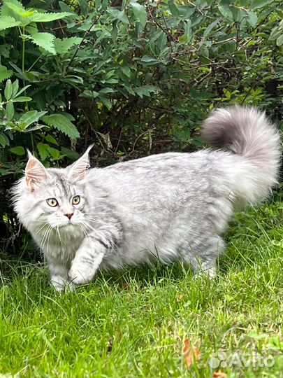 Кошка мейн-кун высокое серебро