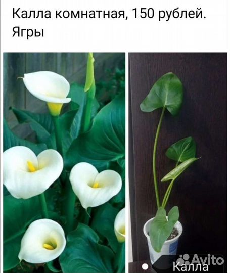 Оксалис и калла