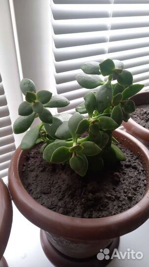 Домашние цветы